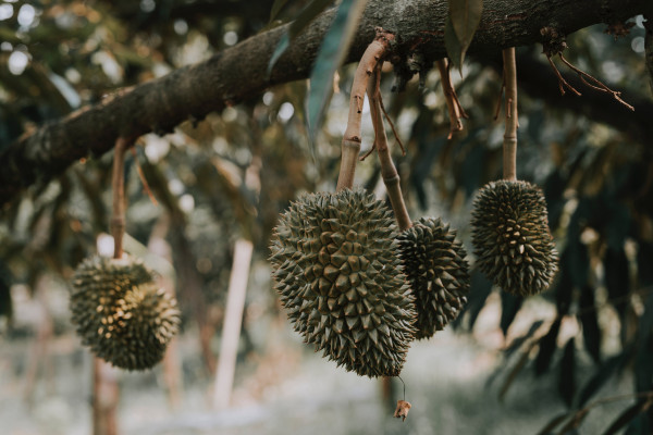 tips budidaya durian